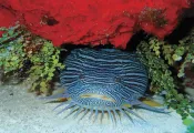 toadfish_cozumel_shutterstock_.jpg.webp