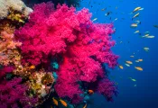 tobias-friedrich-dc-gallery-images-sealife-cameras____below_surface_tobias_friedrich_dsci.jpg.webp