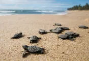 turtles_shutterstock__ Focus Pix _.jpg.webp