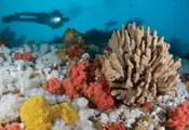 wbdr_coldwaterdiving_thumb.jpg.webp
