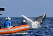 whale_humpback_sb_h__dom_md.jpg.webp