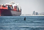 whalesshipsloudnoisesshutterstock   .jpg.webp
