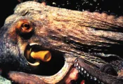 canaryisl_A.jpg.webp