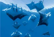 -sicklefin-devil-rays.jpg.webp