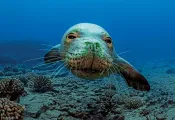 -hawaiian-monk-seals.jpg.webp