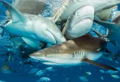 bahamas-reders-choice--sharks-jeff-yonover-teaser.jpg.webp
