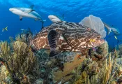 black-grouper-cuba-brandon-cole.jpg.webp