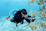 bonaire-buddy-dive.jpg.webp