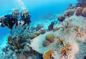 curacao-coral-restoration.jpg.webp