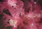 deep-water-corals-gulf-of-mexico.jpg.webp