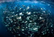 dive_ninja_rca_digital_article_image_x.png.webp