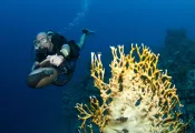 epic-scooter-dives-shutterstock_.jpg.webp