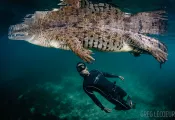 freediver-crocodile-garden-of-the-queen-cuba-underwater-photo.gif.webp