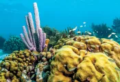 healthy-coral-reefs-bonaire-.jpg.webp
