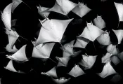 mobula-rays-sea-of-cortez-jason-sintek.jpg.webp