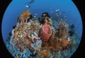 raja-ampat-mpa-jennifer-penner.jpg.webp