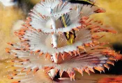 scd_curr_.jpg.webp