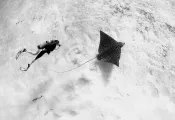 scu_diver-eagle-ray_cozumel_.jpg.webp