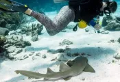 shark_puppy_.jpeg.webp