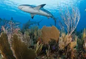 sharks-gardens-of-the-queen-brandon-cole.jpg.webp