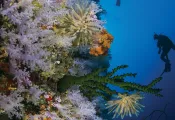 taveuni-great-white-wall-shutterstock-hsexposures.png.webp
