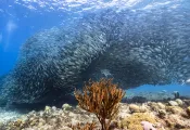 teaser-mackerel-schooling-curacao-credit-shutterstock-naturepicsfilms.png.webp