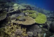 teaser-moheli-laka-lodge-coral-reef-credit-courtesy-image.png.webp