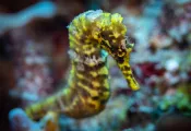 teaser-seahorse-hot-springs-saba-credit-chad-nuttall_sea-saba.png.webp