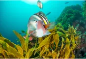 teaser_-_dive_hotspots.png.webp