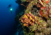 turks_and_caicos_wall_diving-_.png.webp
