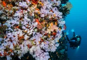 wall_diving_in_fiji-_.png.webp