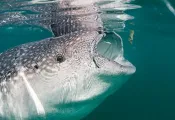 whale-shark-eat.jpg.webp