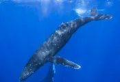 what-its-like-dive-tahiti-humpbacks_moorea_capozzola.jpg.webp