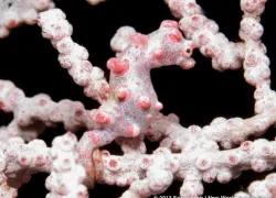 _pygmy_seahorse.jpg.webp