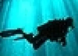 -Sport-diver-pics_x_.jpg.webp