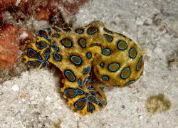 _blue-ringed-octopus.jpg.webp