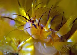 -bristle-worm--fb.jpg.webp