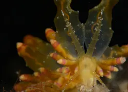 -eubranchus-sp_bartick.jpg.webp