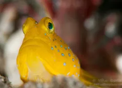 -yellow-headed-blue-spot-cryptocentrus-sp.jpg.webp