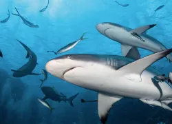 -reasons-gbr_osprey_reef_sharks.jpg.webp