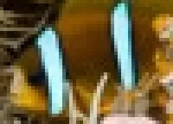 -Australiathumb_.jpg.webp