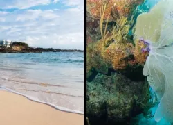 -BERMUDA_.jpg.webp