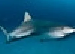-Bahamasthumb_.jpg.webp