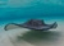 -Caymanthumb_.jpg.webp
