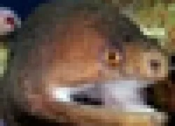 -Curacaothumb_.jpg.webp