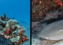 -Dive-BVI_.jpg.webp