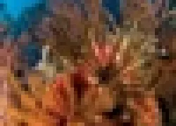 -Dominicathumb_.jpg.webp
