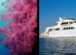 -Emperor_Divers_.jpg.webp