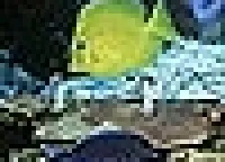 -Fish_Filps_.jpg.webp