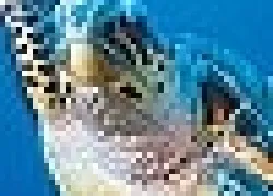 -Hawksbill_turtle_.jpg.webp